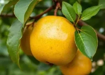 simpósio integrado de culturas anuais e fruticultura