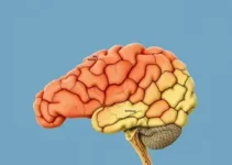 pós em psicanálise integrativa