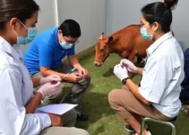 imunização para pessoas em situações especiais