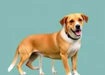 castração gratuita de cães e gatos