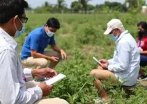 controle vetorial do Aedes