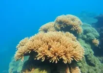 Coral do IF Sudeste MG em Barbacena abre inscrições para novos integrantes