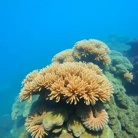 Coral do IF Sudeste MG em Barbacena abre inscrições para novos integrantes