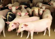 edital para venda de suínos, caprinos e ovinos