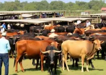 venda de bovinos e bubalinos