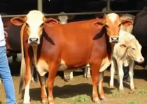 venda de bovinos e bubalinos