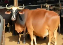 venda pública de bovinos e bubalinos