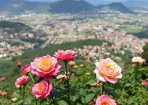 Cidade das Rosas