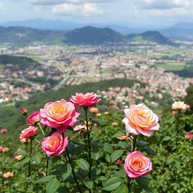 Cidade das Rosas