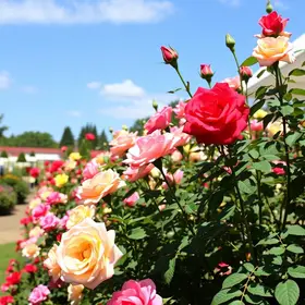 Festa das Rosas e Flores de Barbacena