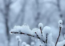 frio fora de época