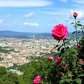 Cidade das Rosas